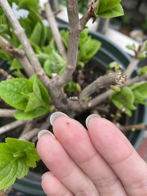 绣球花的红蜘蛛_绣球花_家庭园艺_家居家装_家居装饰