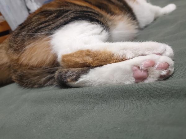 讨论大家的猫脚后跟会黄黄的吗