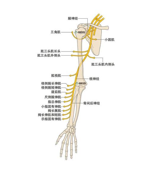 桡神经应用解剖