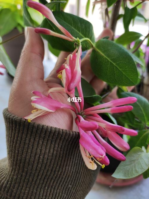 京红久忍冬(金银花)_金银花_家居家装_家居装饰