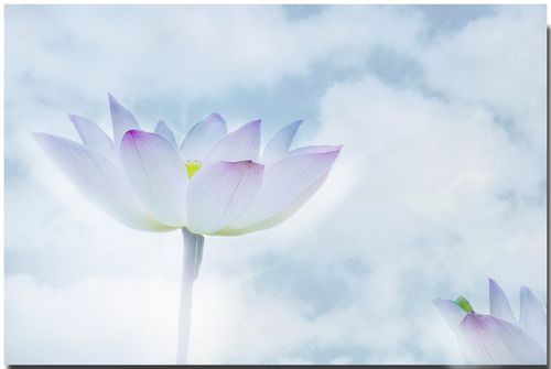 拍荷后记-禅意莲花!