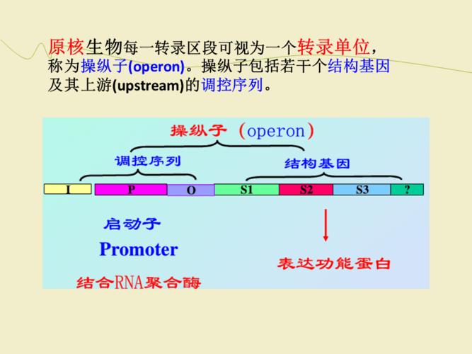 原核生物真核生物基因表达比较