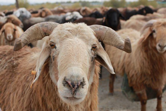 新疆阿勒泰:牧民转场(图)