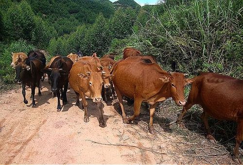 在农村养牛赚钱吗?一头牛一年利润5000,高了还是低了?