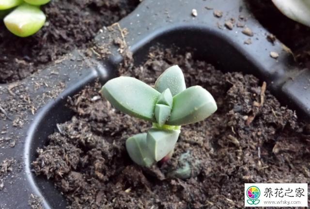 鹿角海棠如何砍头扦插