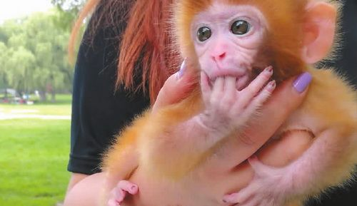 长春南湖公园游客遛猴 小猴穿尿不湿,涂指甲油