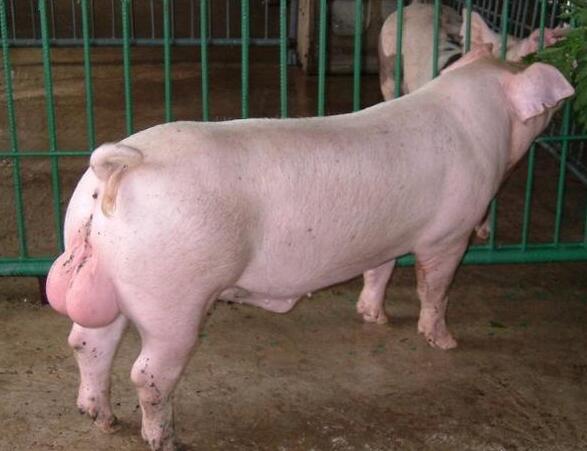 养猪场里的老种猪,最后的"猪运"如何?