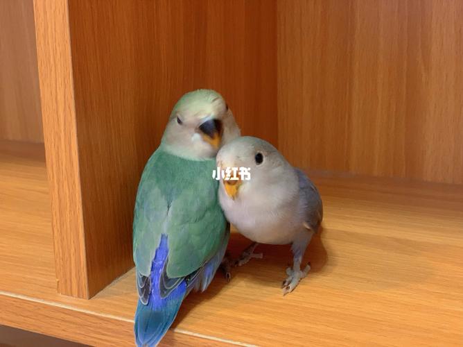 睡觉炸毛的样子最可爱_炸毛_鹦鹉_牡丹_牡丹鹦鹉_宠物