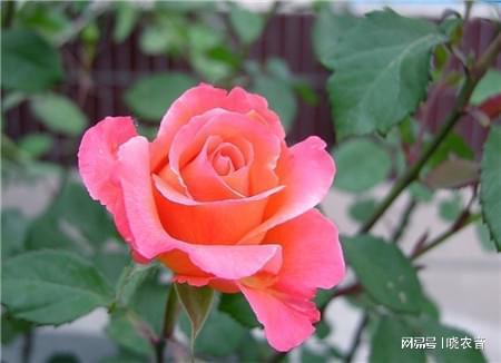 花瓣|叶子|玫瑰花_鸵鬃订阅