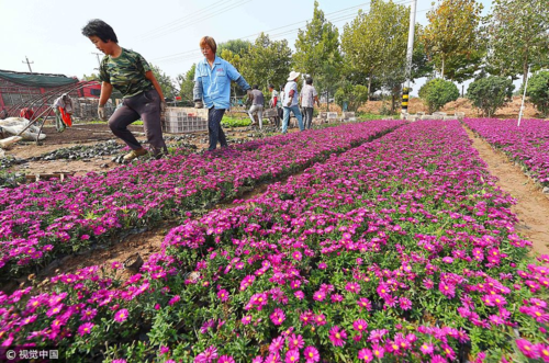 山东省潍坊青州市弥河镇花卉苗木种植基地的花农在搬运草花准备装车运