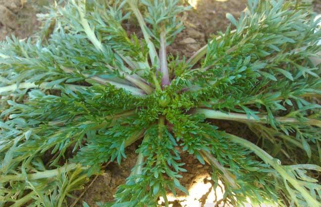 玛卡的生长习性