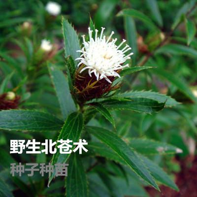 东北野生苍术北苍术中草药植物关苍术山野菜枪头菜种子种苗盆栽