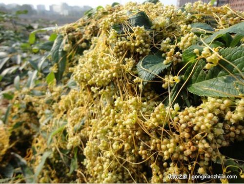 功效之家 菟丝子 > 菟丝子图片 导读:菟丝子是一年生寄生草本植物