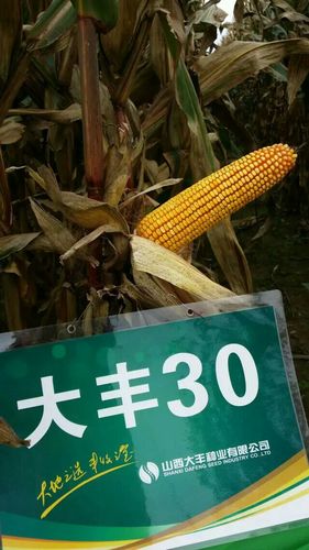 2017,玉米品种谁主沉浮?大丰30伴君前行!