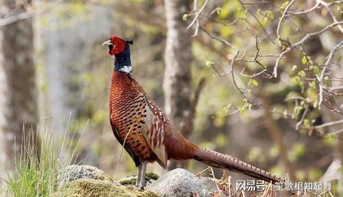 他们一起去野外 走到一个桥洞边 枪响了|野兔|兔子|野鸡|小兔子_网易