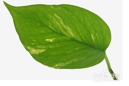 绿萝与吊兰的叶子区别较为明显,绿萝的叶子是椭圆形,类似于心的形状