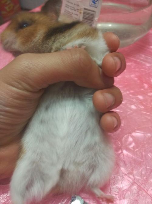 我家养了金丝熊一公一母,有5个月大了,不知道有没有怀孕