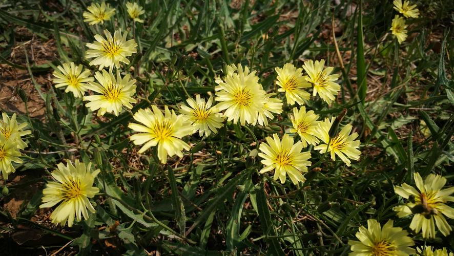 009苦菜花开