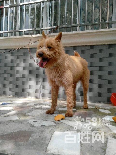 湖南普济红胡子狗猎狗出手