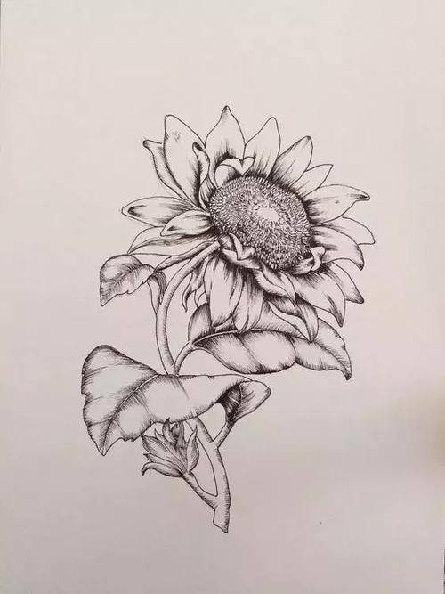 关于花卉的素描线稿,喜欢画花的朋友不要错过