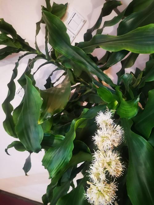 据说人们是非常难得能见到香龙血树开花的,况且,它还只有晚上才开花.