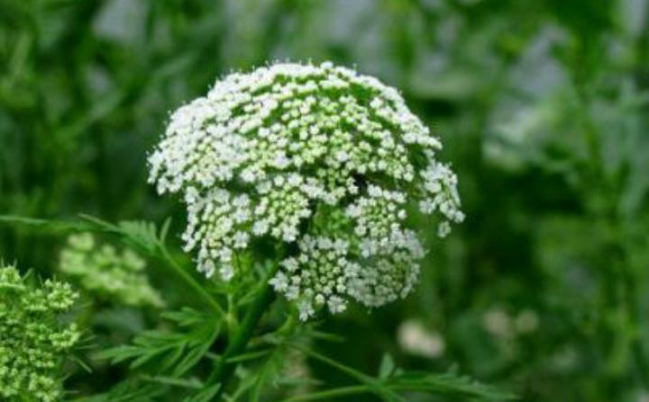 这是蛇床啊,伞形科蛇床属的一年生植物,是野生的,果实是蛇床子,可以