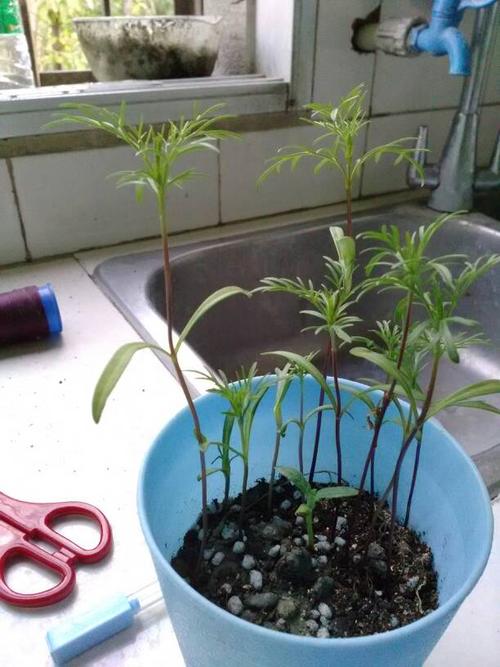 波斯菊这么高了可以摘心了嘛 怎么摘 求回答谢谢?