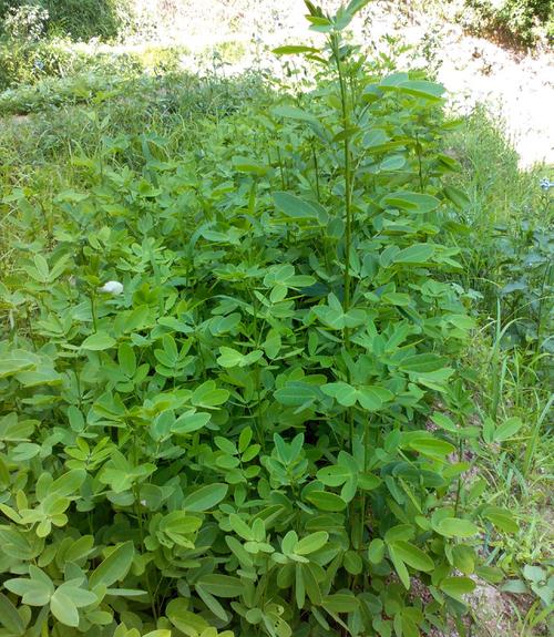 黄花槐树苗黄槐苗行道绿化国槐树苗小叶黄金槐金蝶花大苗小苗高度6090