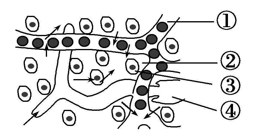 如图为人体细胞与内环境之间物质交换的示意图,①,②
