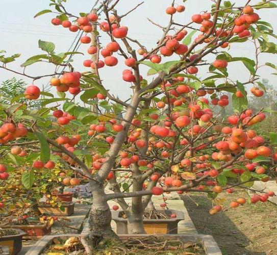 【长寿果海棠批发】长寿果海棠价格20元/棵 5棵起批