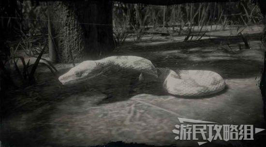 荒野大镖客2全动物图鉴动物位置及狩猎方法详解