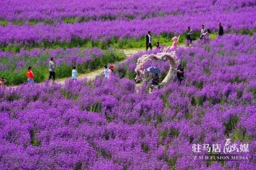 在芝麻小镇里,除了美丽壮观的各种花海和各种游乐项目是游客热衷的网