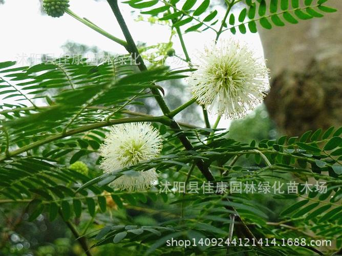 林木种子新采银合欢种子合欢花种子白合欢合欢树种子实景拍摄