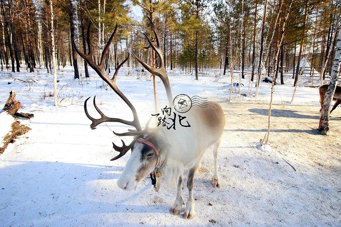 鄂温克使鹿部落图片