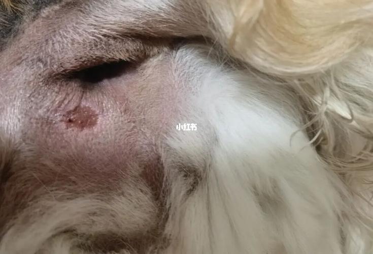 一只狗狗的肛门腺炎_狗狗_金毛_发炎_法斗_头孢_宠物