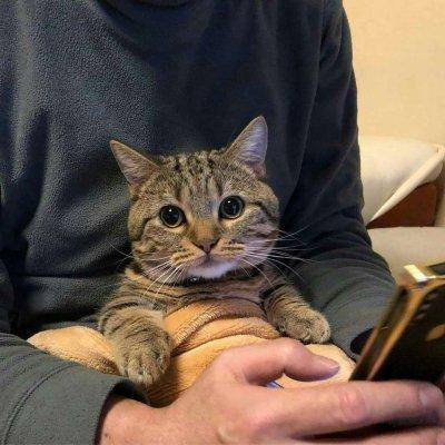 男生有猫的头像图片