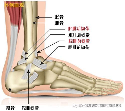 >正文申请入驻> 踝关节分为内踝和外踝,外踝有跟腓韧带,距腓前韧带,距