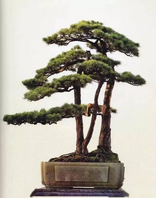 松树盆景造型中"奇","正"之我见