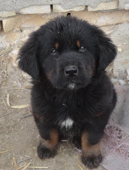 藏獒现在什么价格,幼犬,想养一只.
