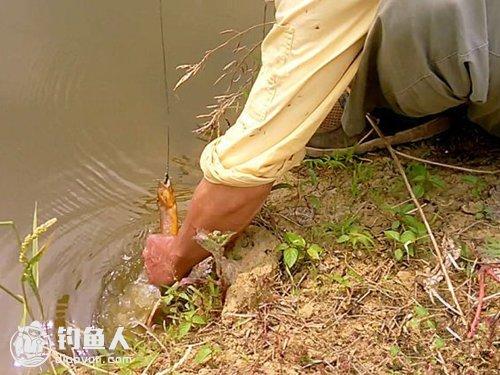 所以,用饵料诱捕黄鳝,一般多在晚间进行,方法是:在每天投饵台处,可将