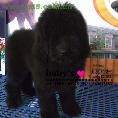 北京丰台纯种巨贵幼犬多少钱一只