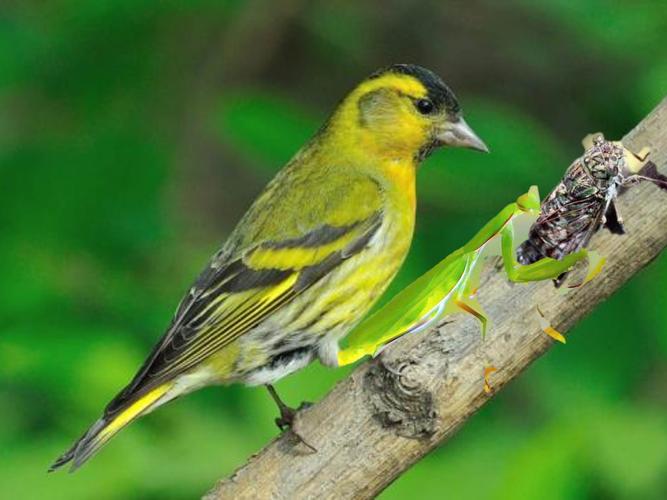 螳螂捕蝉 黄雀在后