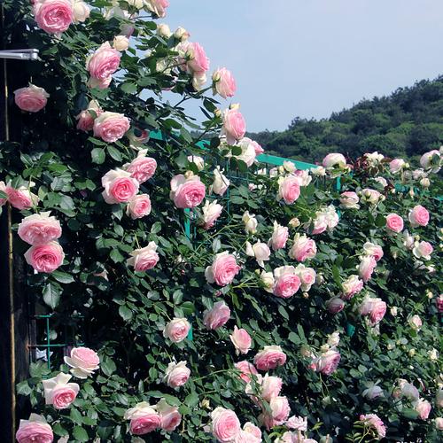 爬藤本月季玫瑰花卉植物大花浓香四季开花盆栽蔷薇苗庭院欧月中苗