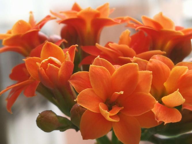 橙色长寿花,今天靓爆镜!