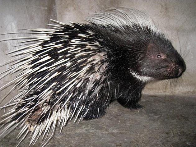 豪猪养殖的前景和效益分析