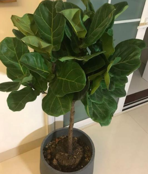 蝴蝶兰,杜鹃花,琴叶榕