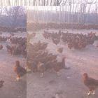 放山散养大红袍公鸡