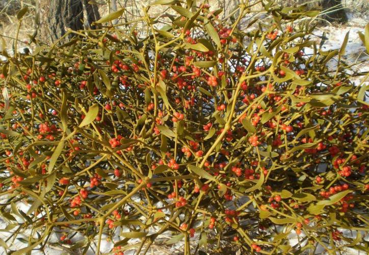 产品名称:桑寄生提取物 英文名称: parasitic loranthus extract 别名