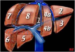 2,对肝脏功能性分段和肝内管道结构区段性分布规律及其变异特点的