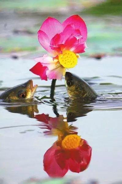 夏日荷塘鸟语花香鱼欢腾